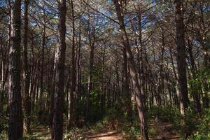 Pine tree forest view from inside. Lush pine trees photo