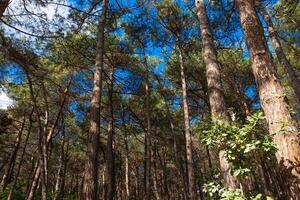 Pine tree forest. Carbon net zero concept photo