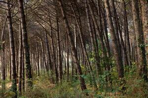 Pine tree forest view from inside. Fall or autumn concept photo