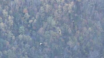 Bird Flying Over Forest Filled With Trees video