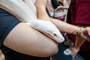 Ball python slithering on a body of person. It's a popular pet in Thailand. photo
