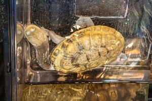 Turtles for raising awaiting sale. It's a popular pet in Thailand. photo