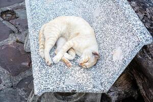The cat sleeping on a stone chair. photo