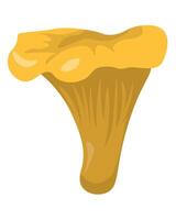 Chanterelle popular edible mushroom in flat style, element growing in forest for education or design vector