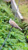 Close Up of Eurasian collared Dove Perched on Twisted Wire with Lush Green Vegetation Behind video