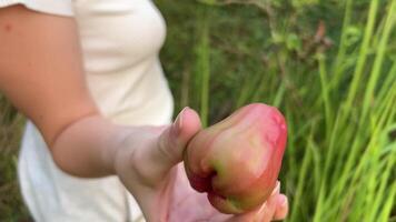 girl holds fruit in hand Wax Apple Java appale, wax apple , Syzygium samarangense fruits on tree. grown in tropical areas fruit is also called Semarang rose-apple, and wax jambu. video