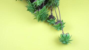 echeveria with sprouts grows in pot on yellow background video