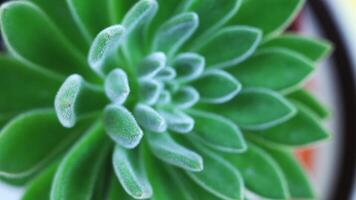 echeveria with green fluffy petals on yellow background video
