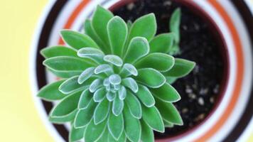 exotic echeveria with fluffy leaves grows in pot on yellow video