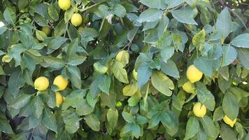 Lemon tree with many ripe lemons hanging from its branches. The tree has lush green leaves and the lemons are a bright yellow video