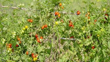 Green plantation with red tomatoes video
