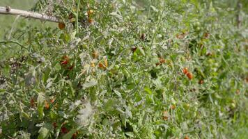 Green plantation with red tomatoes video