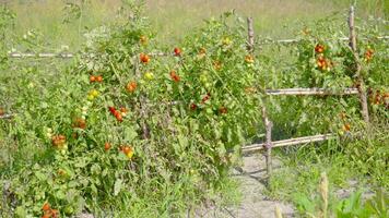 Green plantation with red tomatoes video