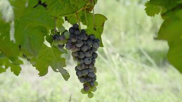 Blue grapes grows on the green leaves in summer video