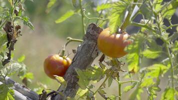Red tomatoes grow on the plant in the summer video