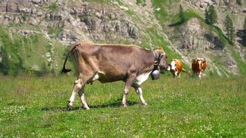 Cow walks in the middle of the mountains in summer video