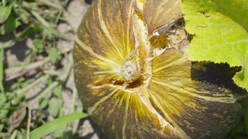 Squash grows on the ground in the sun video