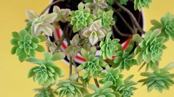 fresh echeveria with leaves on thin branches on yellow table video
