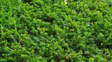 Evergreen thuja with new branches under bright sunlight video
