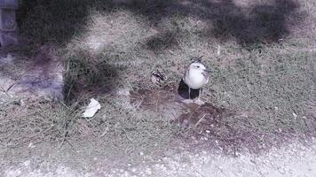 seagull stands near pine cone on grass in park on sunny day video