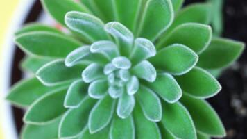 echeveria with fluffy petals in pot on yellow background video