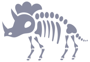 Set of five dinosaur skeletons standing on two legs with bones visible png
