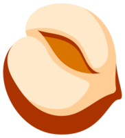 Hazelnuts at various stages of ripeness, showcasing the nut, shell, and kernel, providing a comprehensive visual guide to this popular nut png