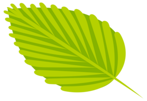 Hazelnuts at various stages of ripeness, showcasing the nut, shell, and kernel, providing a comprehensive visual guide to this popular nut png