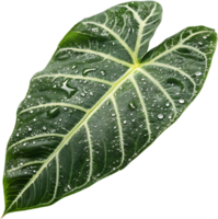 Stand Out Using Alocasia Polly Leaves for Unique Projects. . png