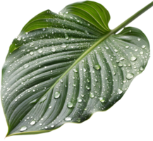 Elegant Botanical Calathea Orbifolia for Event Crafting Ideas. . png
