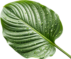 Elegant Calathea Orbifolia for Unique Event and Festive Projects. . png