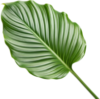 Elegant Botanical Calathea Orbifolia for DIY Creative Inspirations. . png
