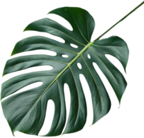 Monstera Deliciosa Botanical Clipart for Fresh Tropical Designs. . png