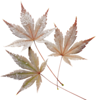 Beautiful Japanese Maple Leaf with Frost for Design. . png