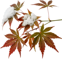 Frosted Japanese Maple Leaf Design for Winter Projects. . png