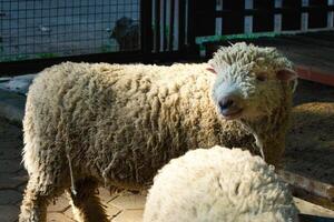 Sheep standing in a farm enclosure looking at the camera photo