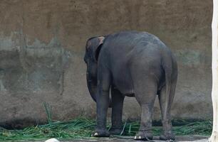 Elephant Standing in Enclosure with Chains photo