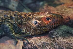 Close-Up of Colorful Reptile Resting on Rocky Surface in Natural Habitat photo