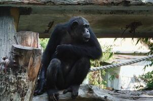 Chimpanzee Sitting Thoughtfully on a Wooden Log in Zoo Enclosure photo