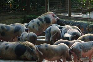 Pigs relaxing and playing in the zoo enclosure photo