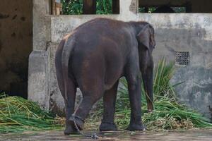 Elephant Standing in Enclosure with Chains photo