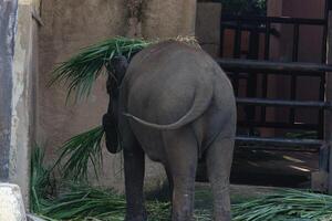 Baby Elephant Eating Grass in a Zoo Enclosure photo