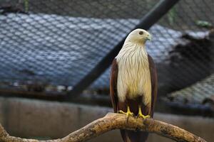 Majestic Bald Eagle Haliastur indus Perched Inside Aviary on Branch Displaying Its Plumage photo