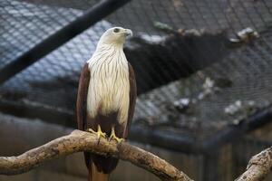 Majestic Bald Eagle Haliastur indus Perched Inside Aviary on Branch Displaying Its Plumage photo