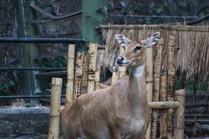 Majestic Antelope Standing Near Bamboo Enclosure in Zoo Setting photo