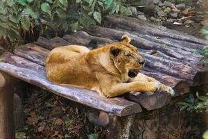 Majestic Lioness Resting on Wooden Platform in Natural Habitat photo