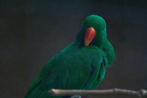 Vibrant Green Moluccan Parrot Perching on a Branch in a Natural Setting photo