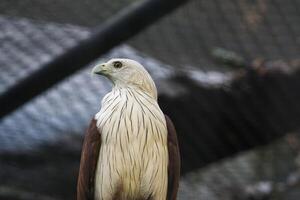 Majestic Bald Eagle Haliastur indus Perched Inside Aviary on Branch Displaying Its Plumage photo