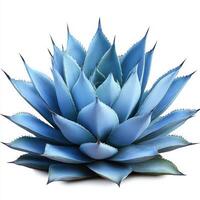 Blue agave plant on transparent background photo