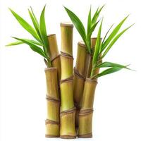 sugarcane isolated on transparent background photo